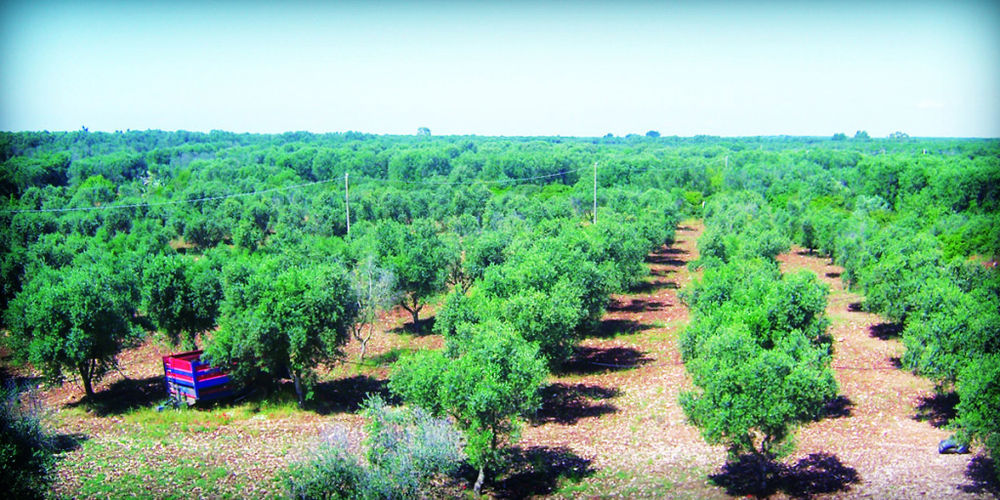 Masseria Nuova